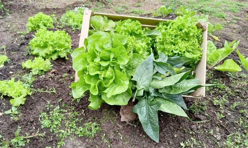 Huerta de lechugas